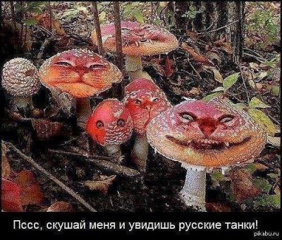 Прикрепленное изображение: 10985355_10204855993054479_1180346111396582357_n.jpg